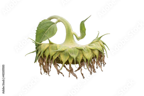 Withered sunflower on isolated background