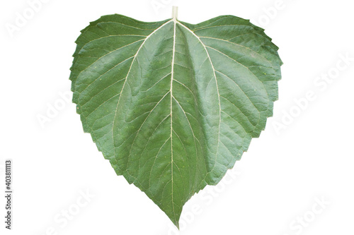 sunflower leaf clear texture on isolated background