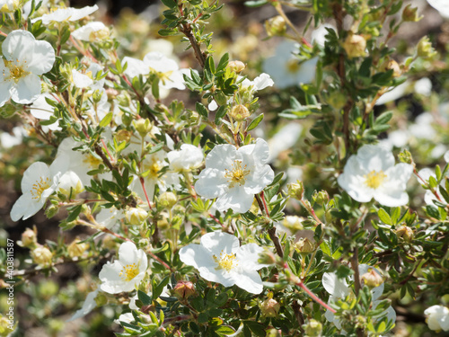 Potentilla fruticosa / Fingerstrauch oder Strauch-Fingerkraut mit Reinweiße Blüten photo