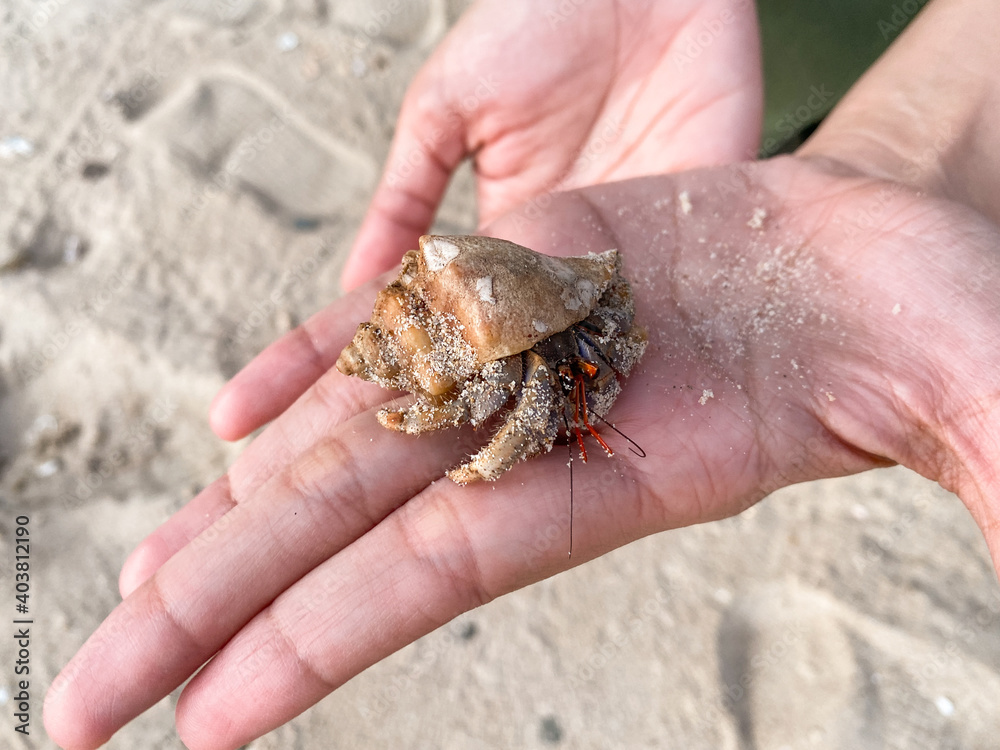 hermit crab on women hand with sand 