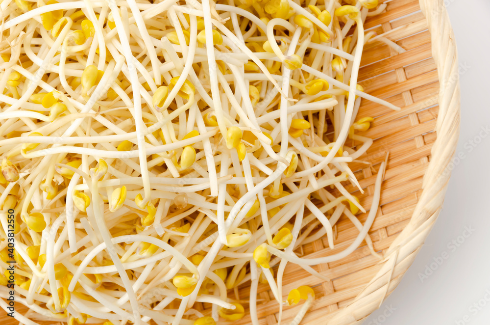 豆モヤシ 豆モヤシ