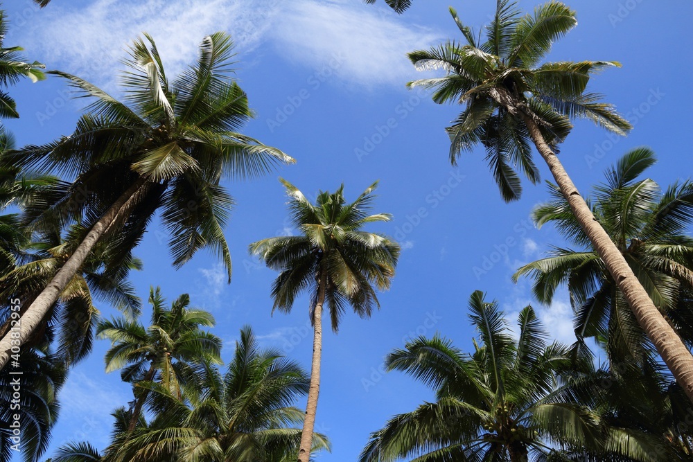 Fototapeta premium Palm trees in Philippines