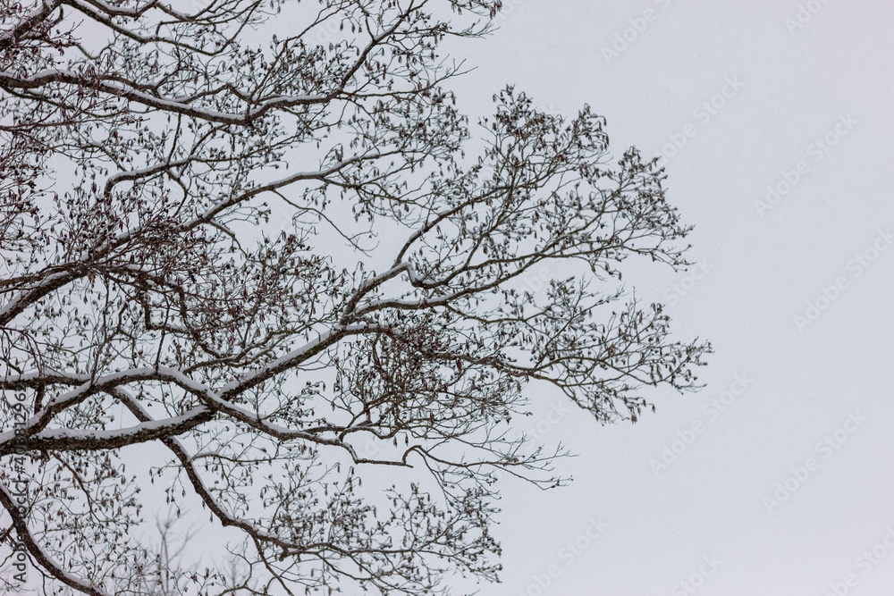branches of a tree against the sky