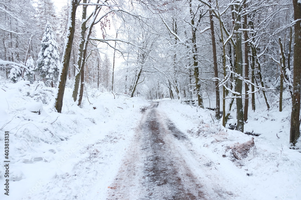 Schnee im Wald Harz Schnee im Wald Harz