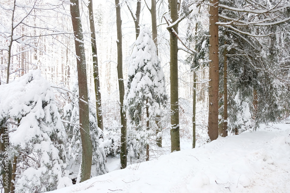 Schnee im Wald Harz Schnee im Wald Harz
