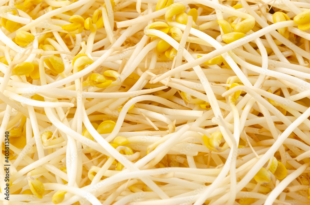 豆モヤシ 豆モヤシ