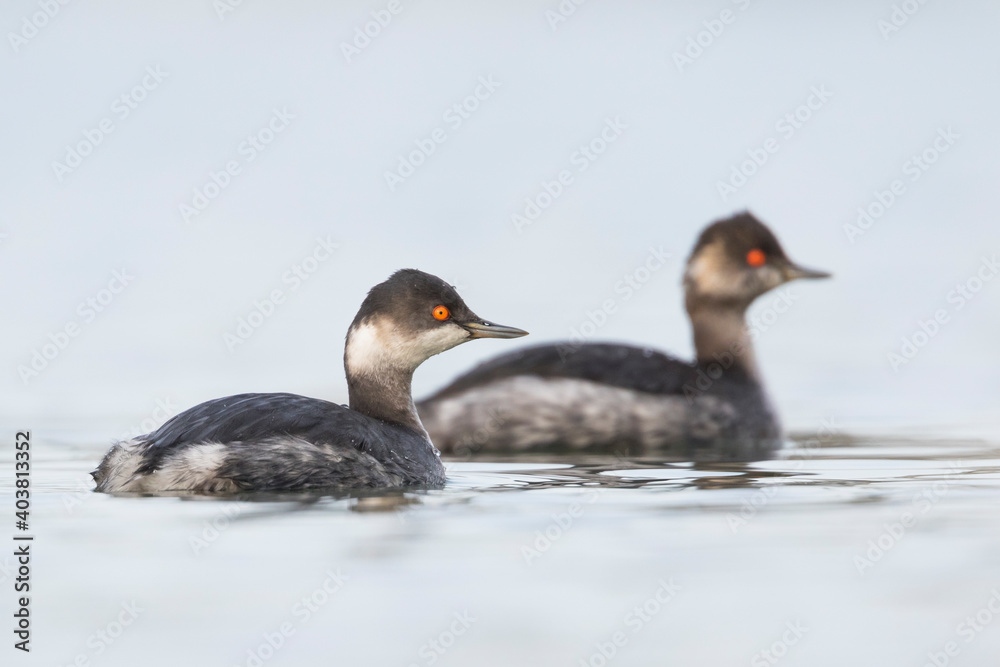 Geoorde Fuut, Black-necked Grebe, Podiceps nigricollis Geoorde Fuut, Black-necked Grebe, Podiceps nigricollis
