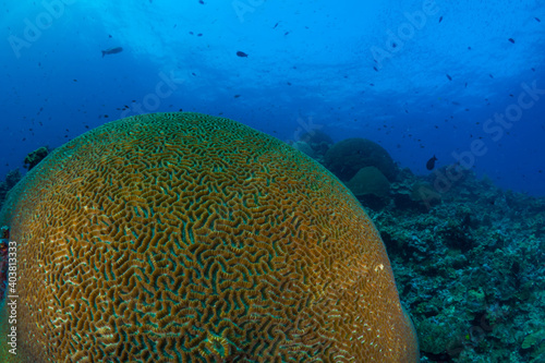 Large coral heads on coral reef