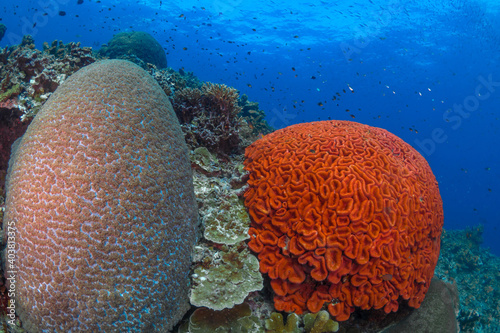 Large coral heads on coral reef photo