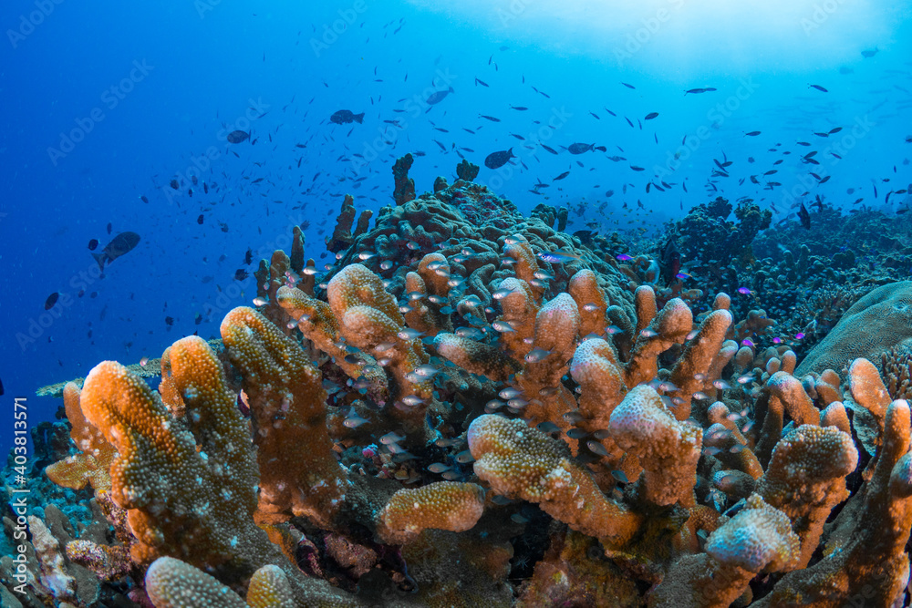Obraz premium Colorful coral reef in Papua New Guinea
