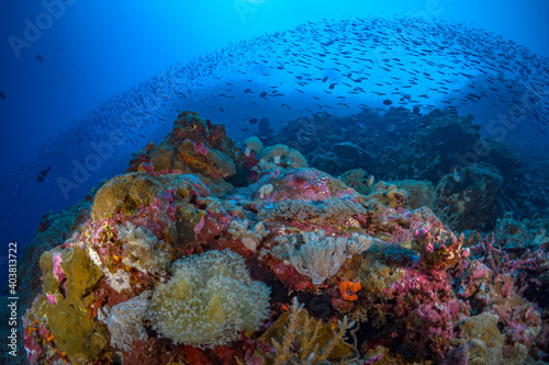 Fototapeta Naklejka Na Ścianę i Meble -  Tropical fish swimming above coral reef at liveaboard dive site in Papua New Guinea