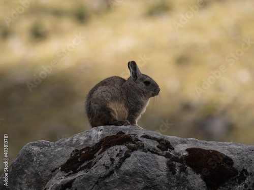 Closeup portrait of a Southern viscacha vizcacha rodent Lagidium viscacia sitting on rock in Cordillera Huayhuash Peru photo