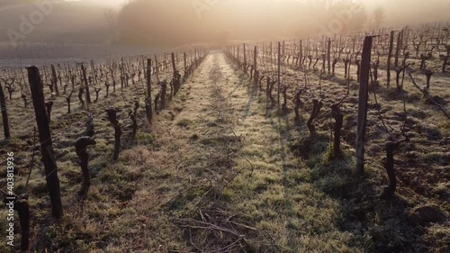 Aerial view bordeaux vineyard over frost and smog in winter, landscape vineyard, High quality 4k footage