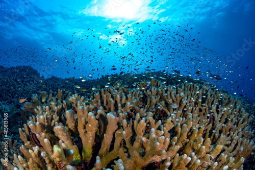 Fototapeta Naklejka Na Ścianę i Meble -  Tropical fish swimming above coral reef at liveaboard dive site in Papua New Guinea