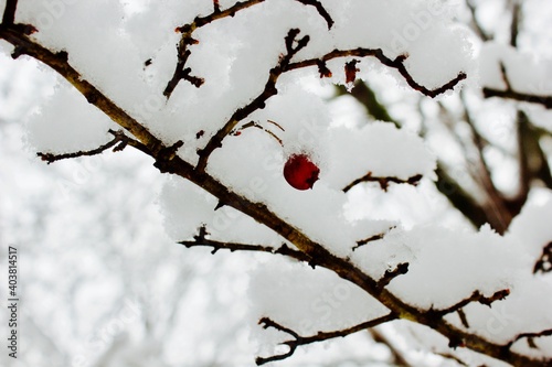 red berries covered in snow in winter