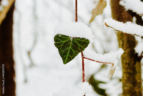 leaves covered in snow in winter photo