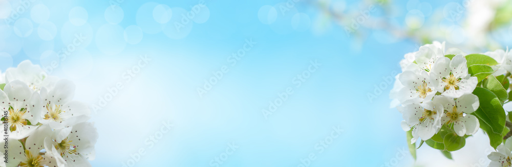 Abstract blurred website banner background of of spring white blossoms tree. selective focus. Abstract blurred website banner background of of spring white blossoms tree. selective focus.