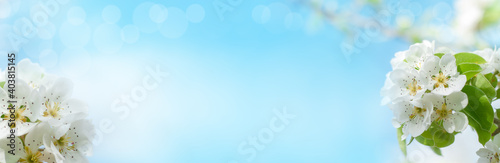 Abstract blurred website banner background of of spring white blossoms tree. selective focus.