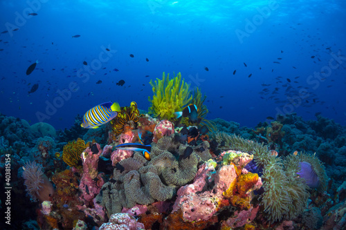 Fototapeta Naklejka Na Ścianę i Meble -  Anemone clownfish swimming above coral reef in Papua New Guinea