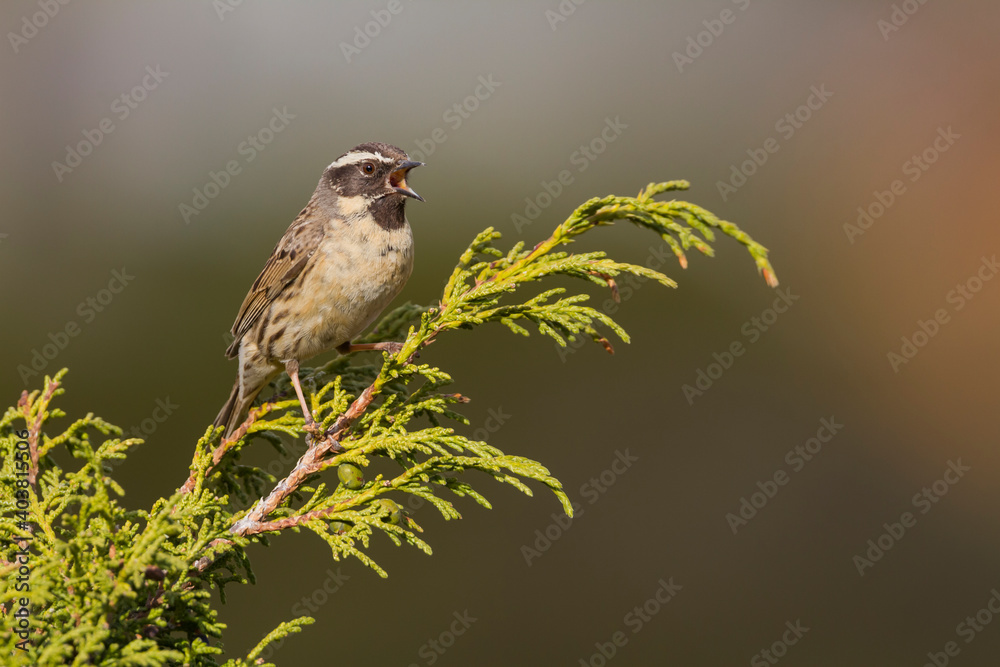 Naklejka premium Zwartkeelheggenmus, Black-throated Accentor, Prunella atrogularis huttoni