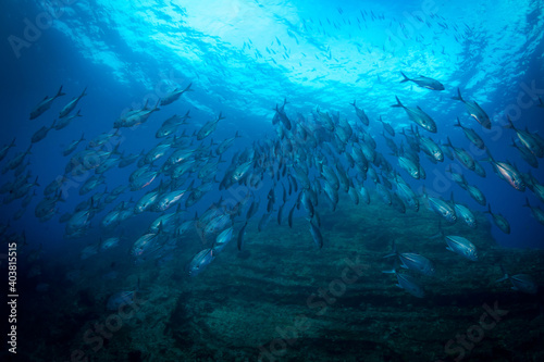 Silhouette of scuba diver swimming with school of barracuda 