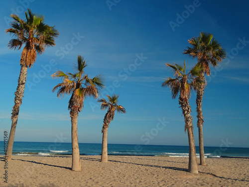 Palmeras en una playa paradisiaca / Palm trees on a paradisiacal beach