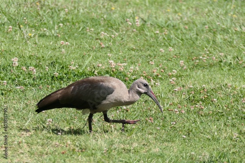 Hagedasch-Ibis (Bostrychia hagedash), in George, Südafrika photo