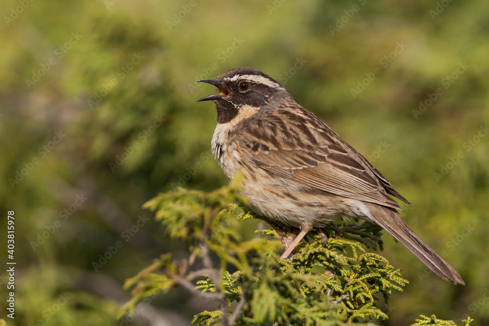 Fototapeta premium Zwartkeelheggenmus, Black-throated Accentor, Prunella atrogularis huttoni