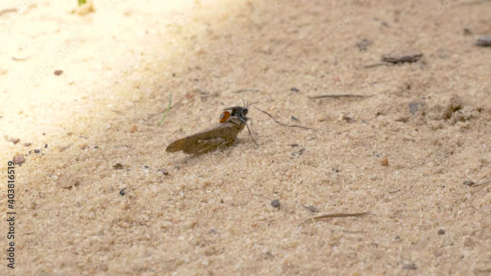 Thread waisted wasp carrying a large grasshopper in the sand