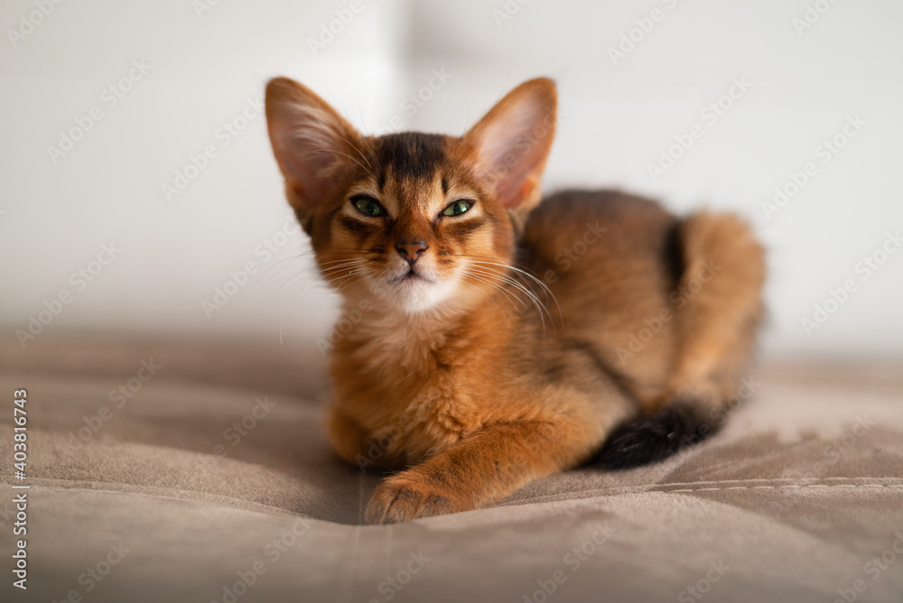 Close-up portrait of a cute somali breed kitten little cat with green eyes is sitting on a sofa. Close-up portrait of a cute somali breed kitten little cat with green eyes is sitting on a sofa.
