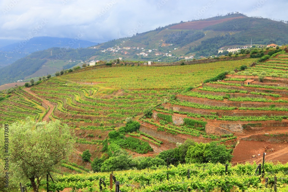 Vineyards of Portugal
