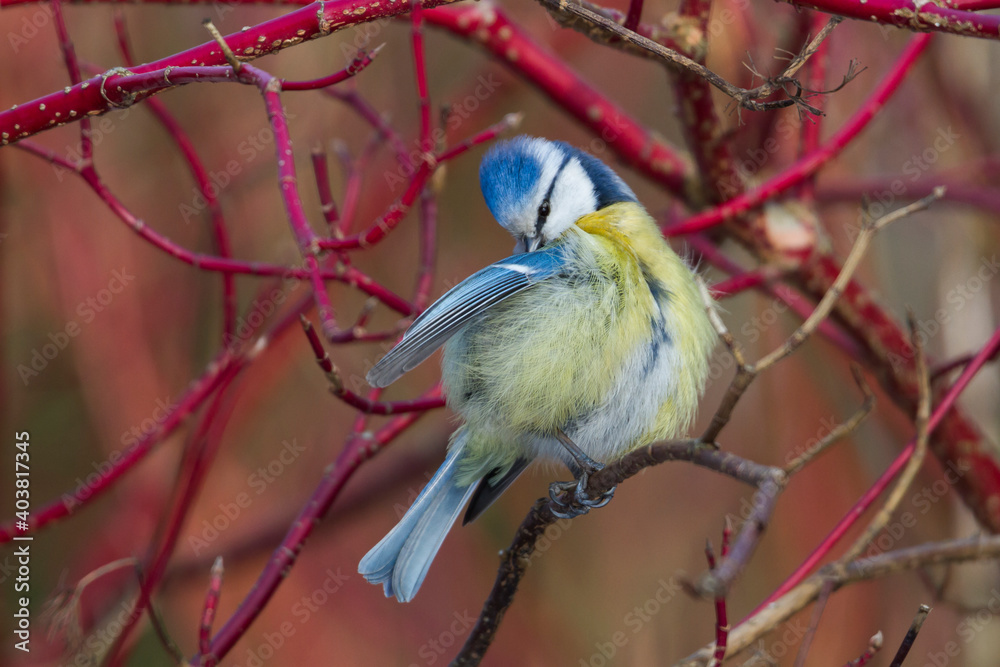 Fototapeta premium Pimpelmees, Blue Tit, Cyanistes caeruleus caeruleus
