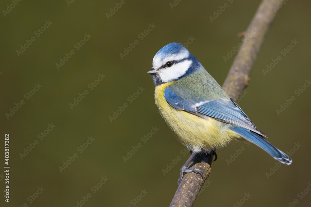 Obraz premium Pimpelmees, Blue Tit, Cyanistes caeruleus caeruleus