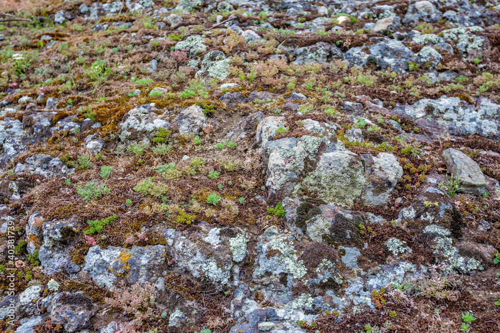 Fototapeta premium Moss and lichen, spring view taken at the amazing Devil's Canyon natural phenomenon in Bulgaria, also known as Sheytan Dere near Studen Kladenetz reservoir in Rhodope Mountain. Wonderful green waters