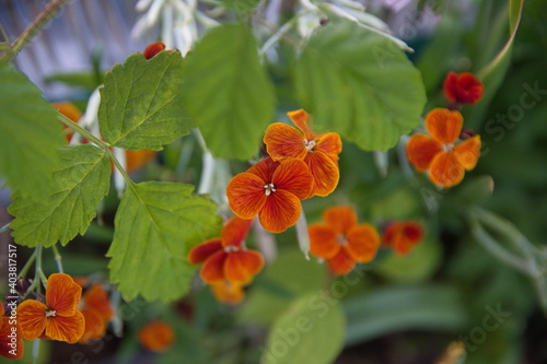 Erysimum cheiri with orange flowers, Cheiranthus cheiri, Wallflower 