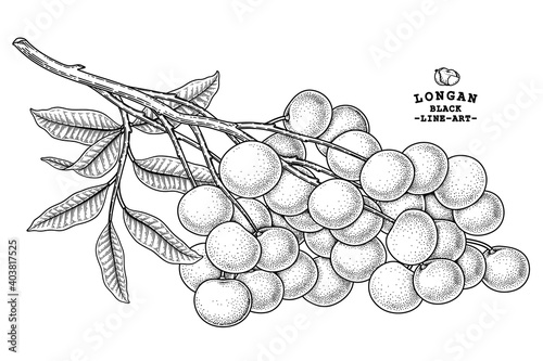 Set of Dimocarpus longan fruit hand drawn elements botanical illustration photo