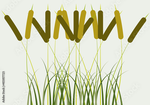 Espadañas y juncos de un humedal.