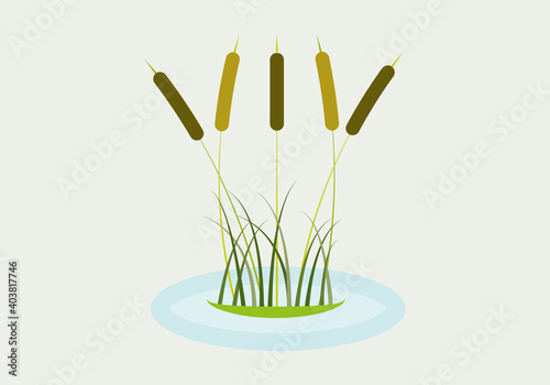 Espadañas y juncos de un humedal.