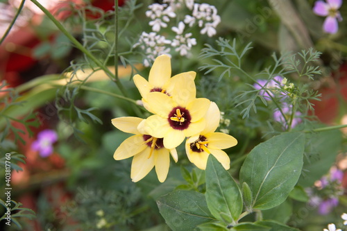 Sparaxis, ixia Yellow Giant, Ixia 'Marquette, Ixia 'Yellow Emperor',   harlequin flower, wandflower, corn lilies, South African native bulb plant photo