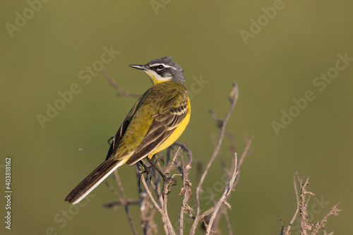 Gele Kwikstaart, Blue-headed Wagtail, Motacilla flava flava photo