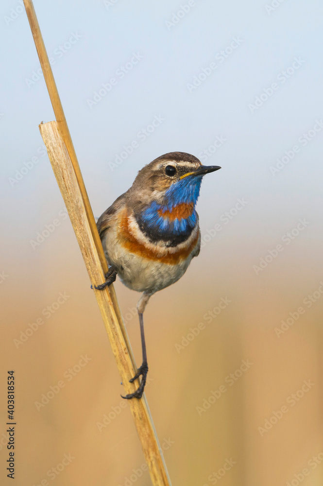 Roodsterblauwborst, Red-spotted Bluethroat, Cyanecula svecica pallidogularis
