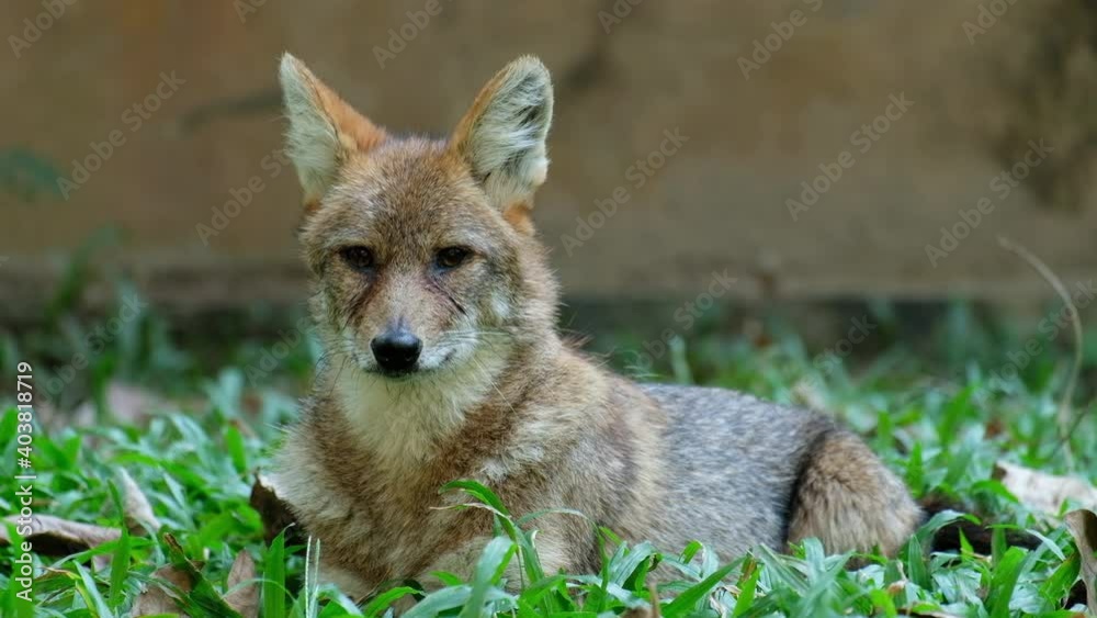 Golden jackal resting on lawn Golden jackal resting on lawn