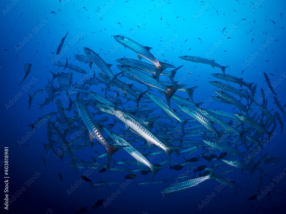 Obraz premium Schooling group of barracuda over coral reef in Papua New Guinea