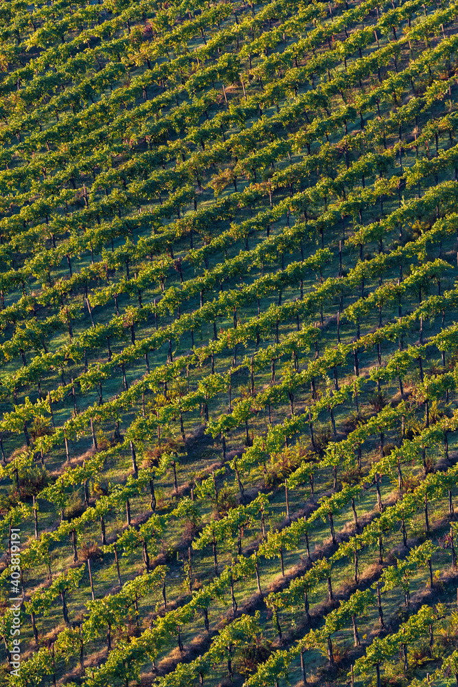 Vineyard near San Gimignano, Tuscany, Italy