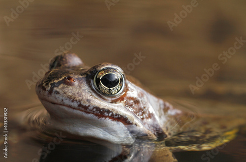 Common frog, Rana temporaria, in water in Finland.