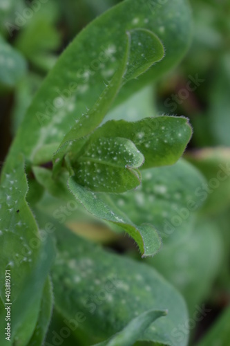 Green foliage of Symphytum sp.