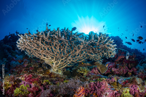 Fototapeta Naklejka Na Ścianę i Meble -  Sunshine's through the water above beautiful coral reef 