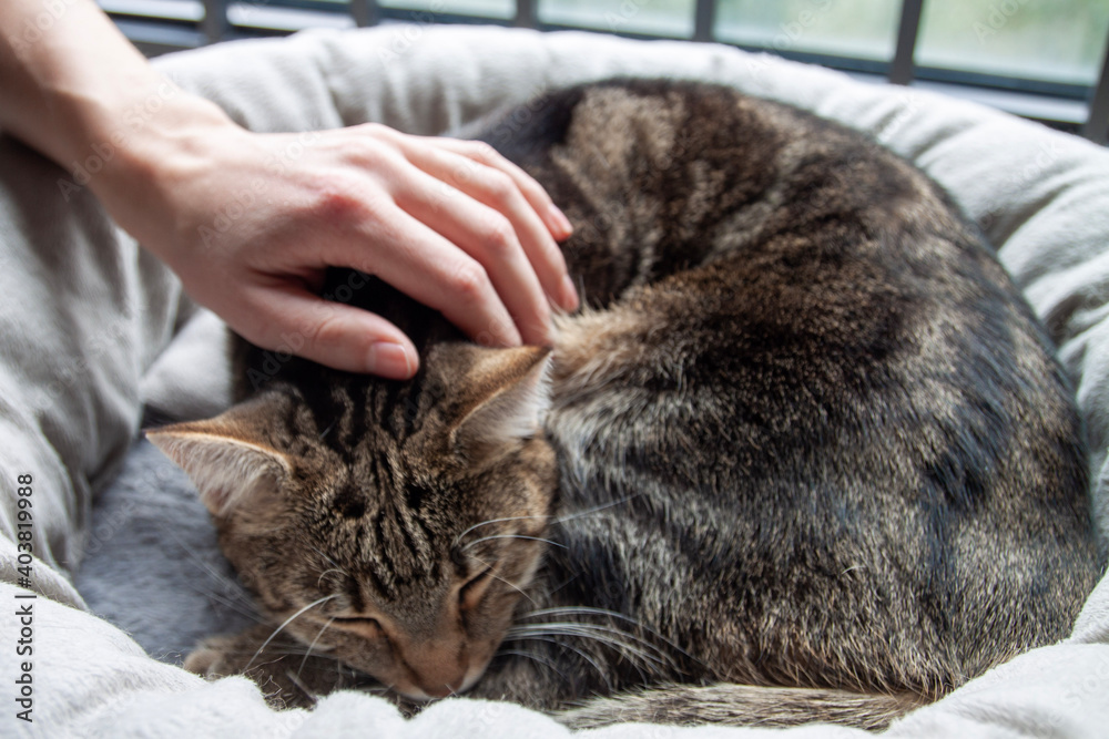 Human hand stroking a cute sleeping tabby cat