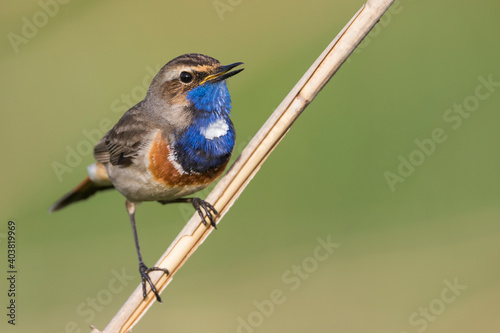 Blauwborst, White-spotted Bluethroat, Cyanecula svecica cyanecula photo