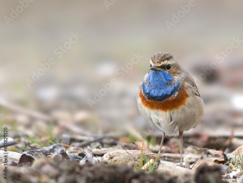 Blauwborst, White-spotted Bluethroat, Cyanecula svecica cyanecula photo